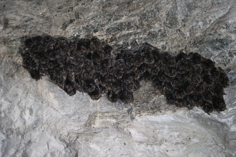 Zimující kolonie netopýrů černých.