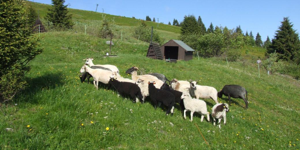 Malé stádo ovcí a koz na zelených svazích jesenické Ovčárny.